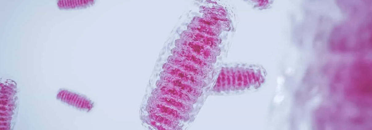 SS-31 Explained | FDA-Approved Mitochondrial Therapy Online