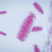 SS-31 Explained | FDA-Approved Mitochondrial Therapy Online