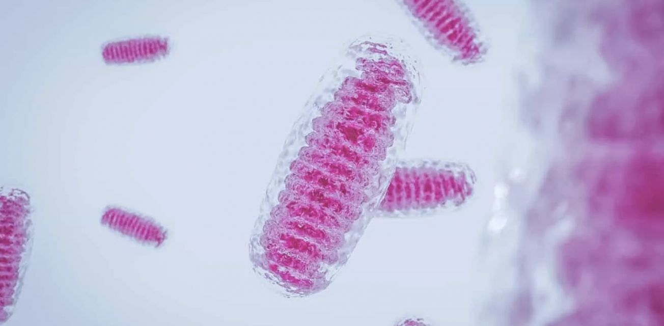 SS-31 Explained | FDA-Approved Mitochondrial Therapy Online